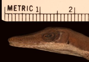 Media type: image;   Herpetology R-62994